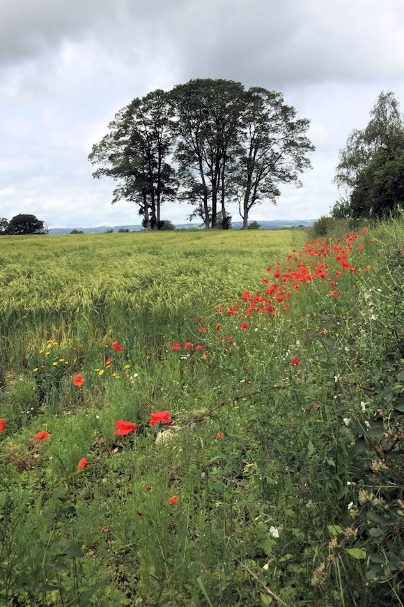  Wildflower Meadow photograph